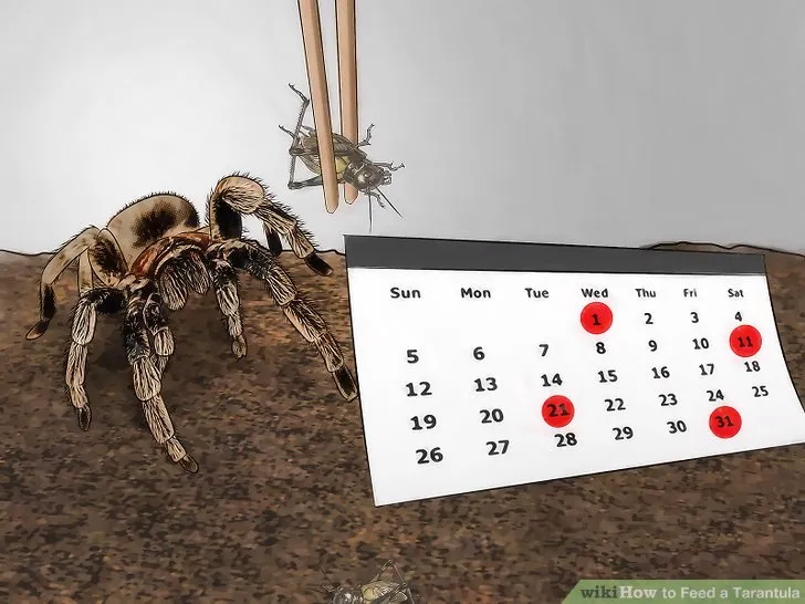 17414 healthy tarantula