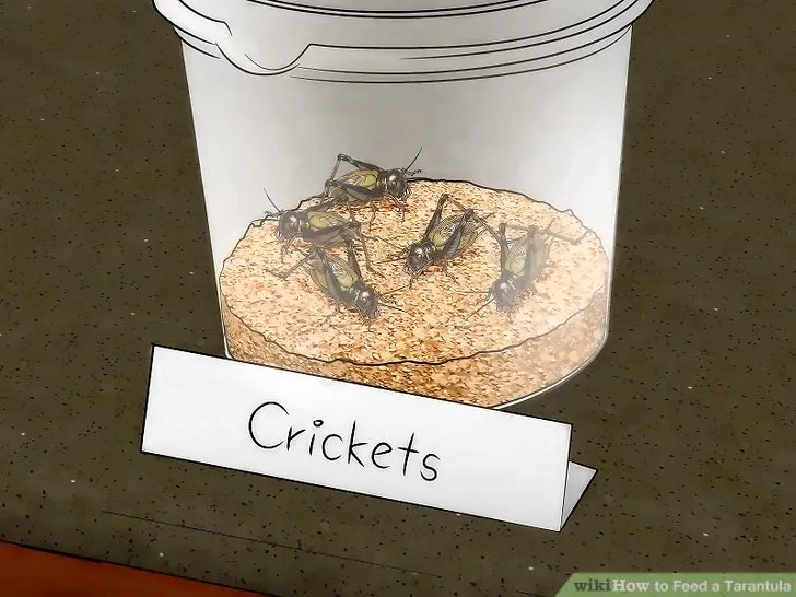 17414 tarantula enclosure setup