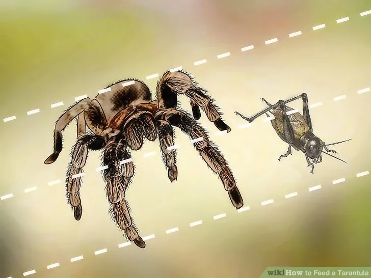 17414 tarantula health check