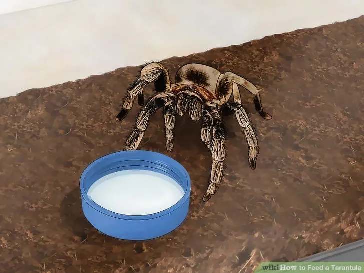 /img/17414-tarantula-molting.webp