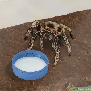 /img/17414-tarantula-molting.webp