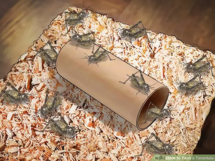 17414 tarantula water dish
