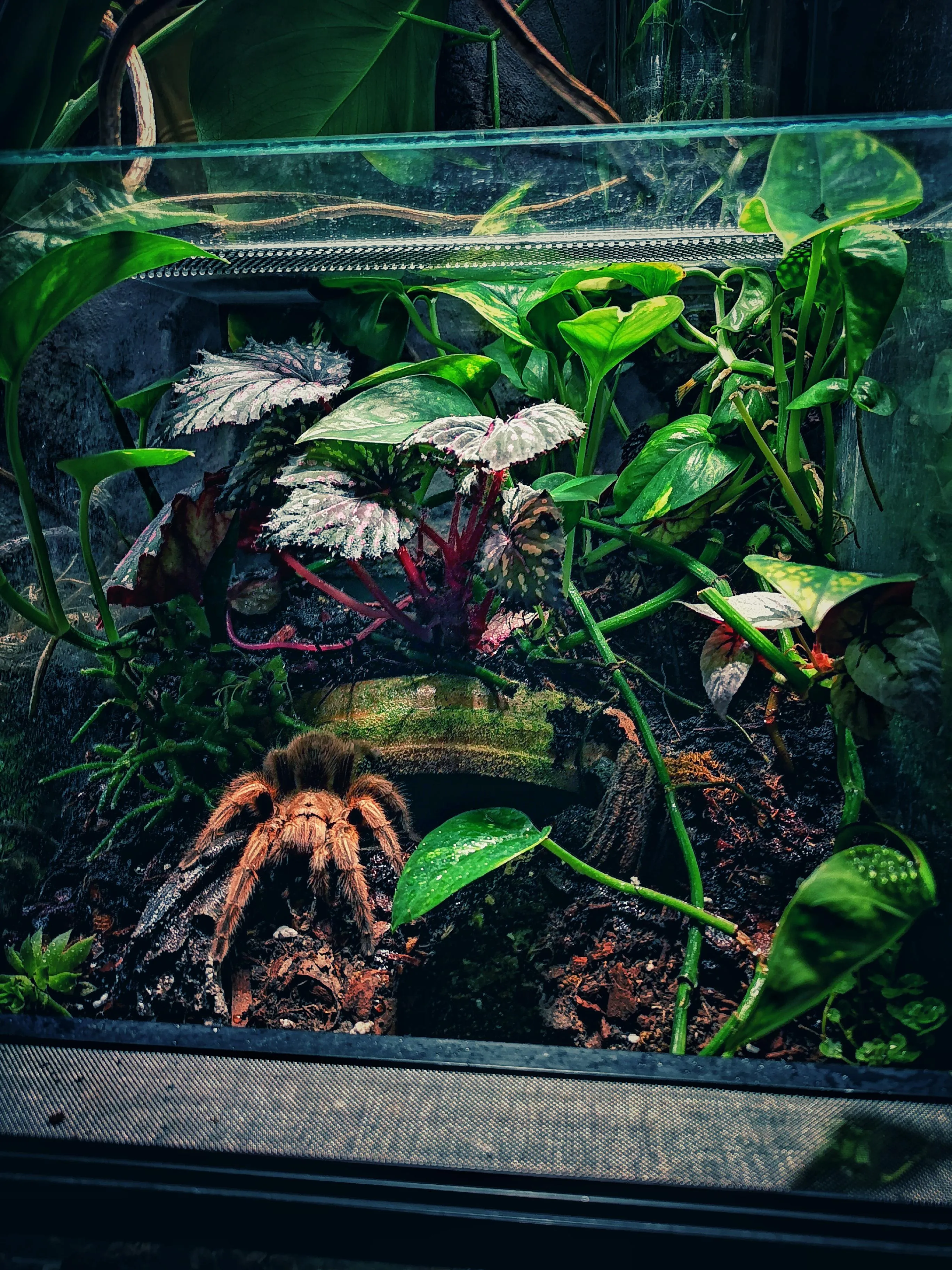 17416 rose hair tarantula handling