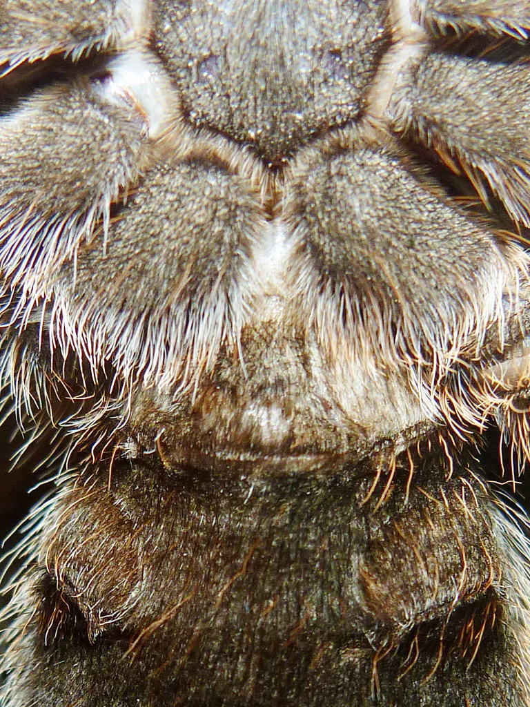 17416 rose hair tarantula health
