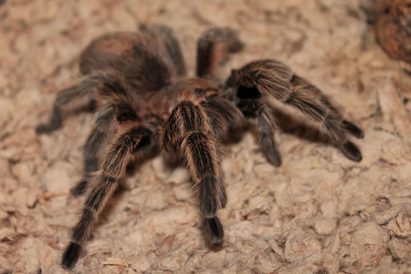 /img/17416-rose-hair-tarantula-pet.webp