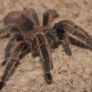 /img/17416-rose-hair-tarantula-pet.webp