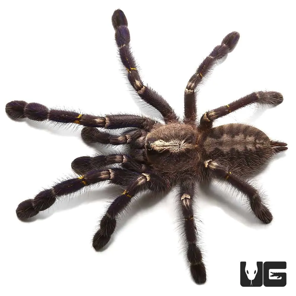 17418 gooty sapphire tarantula image1