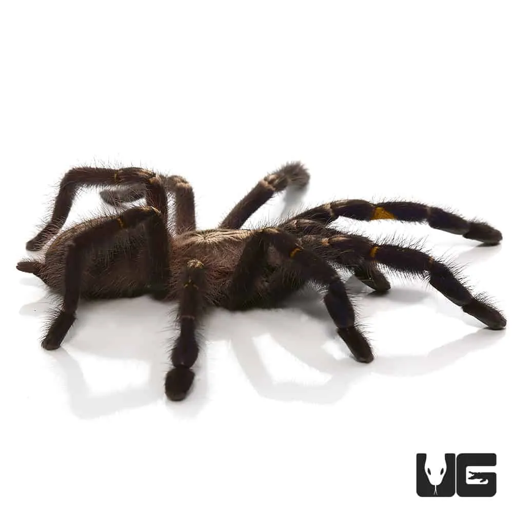 17418 gooty sapphire tarantula image2