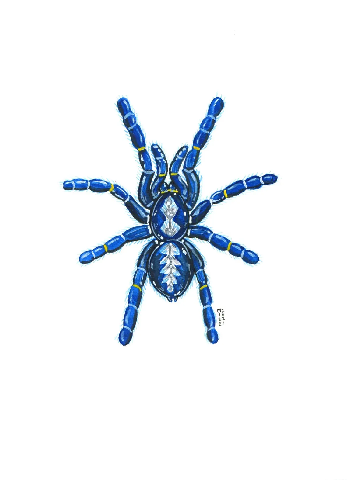 17418 gooty sapphire tarantula image5