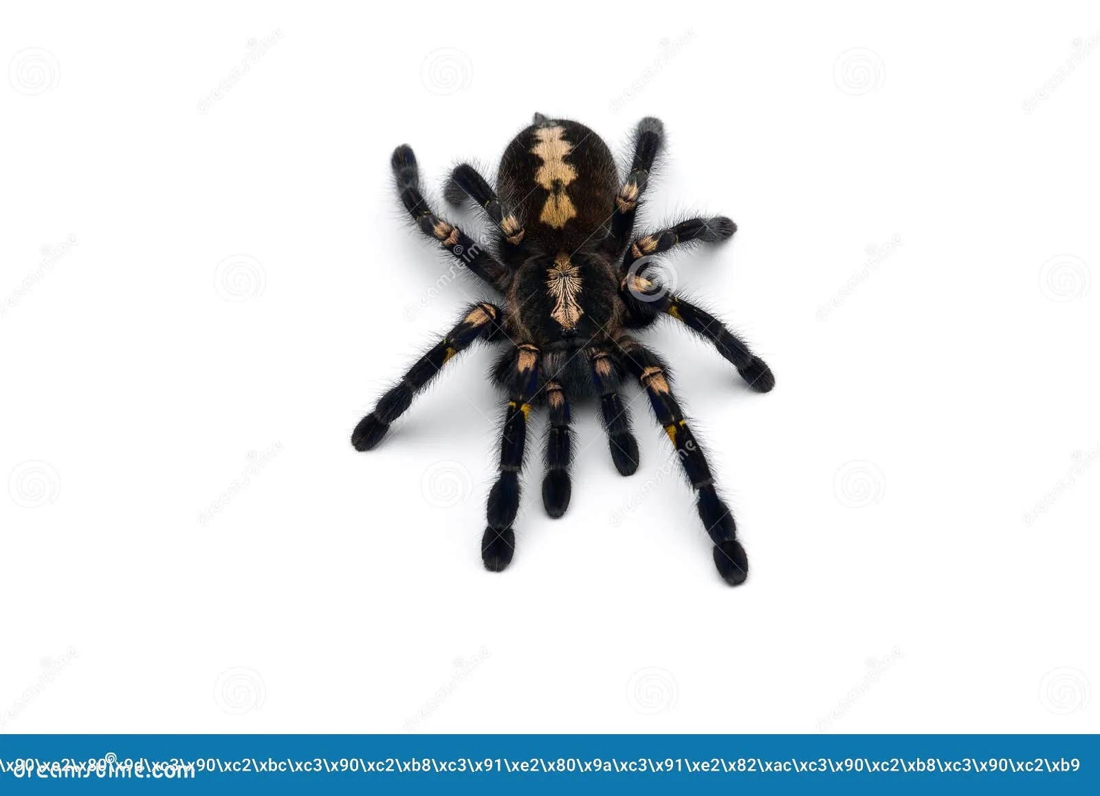 17418 gooty sapphire tarantula image6