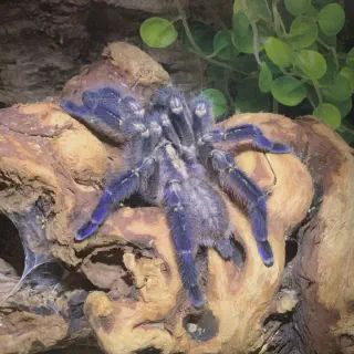/img/17418-gooty-sapphire-tarantula-image7.webp