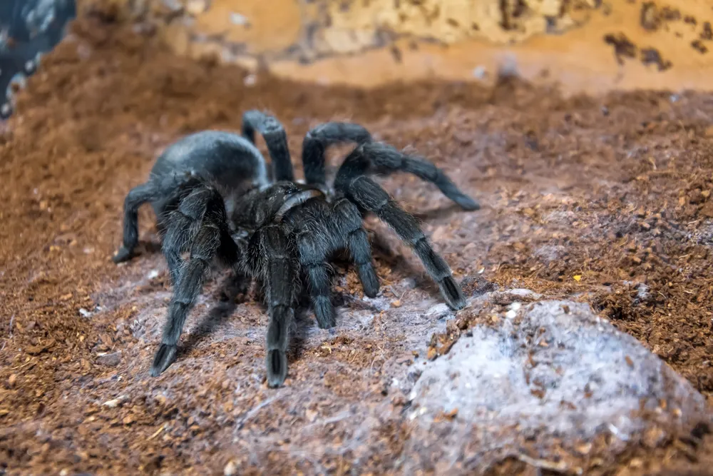 17419 brazilian black tarantula habitat