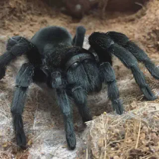 /img/17419-tarantula-handling.webp