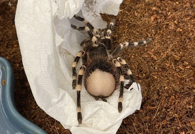 17421 tarantula abdomen overview