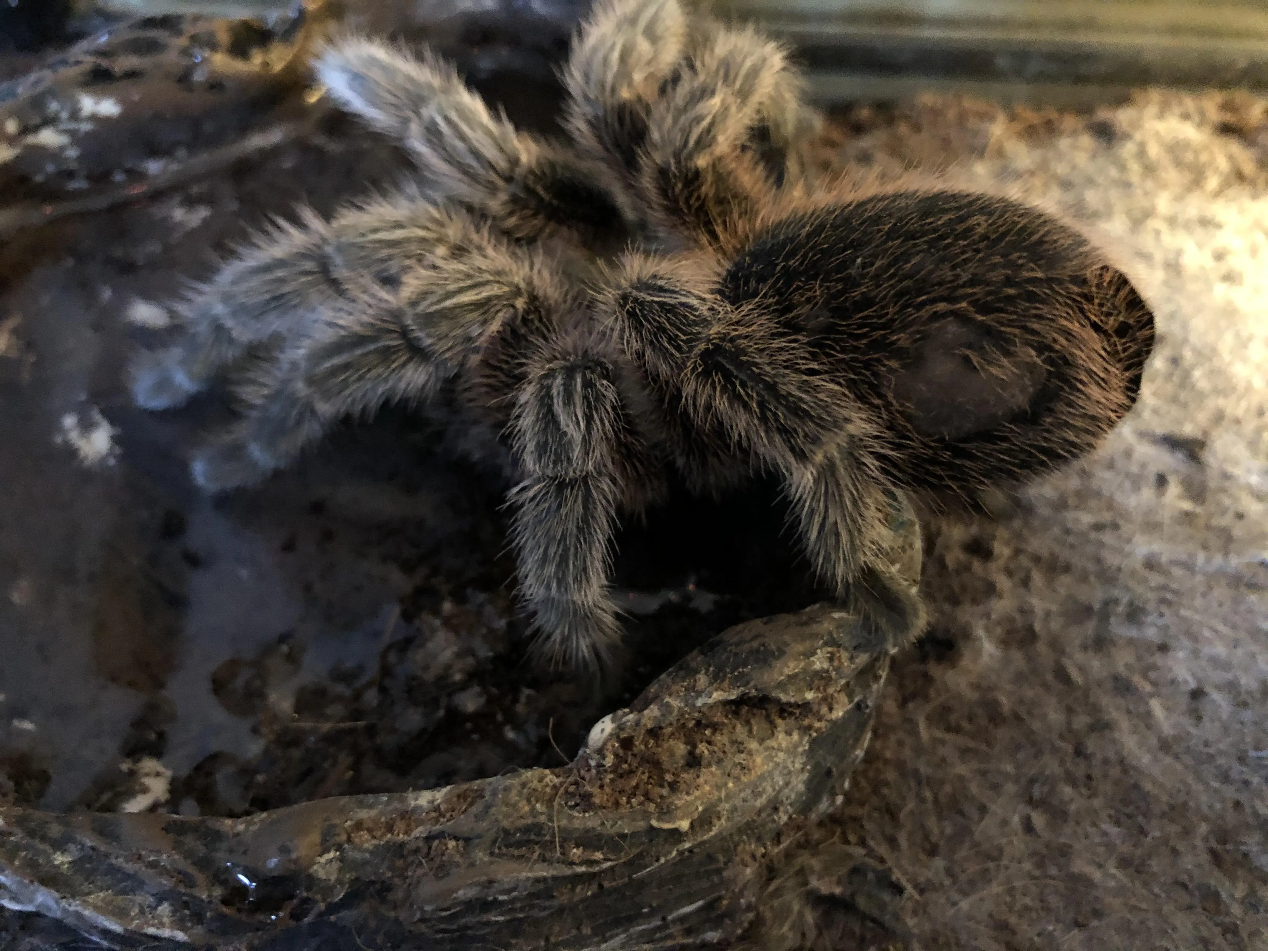 17421 tarantula enclosure setup