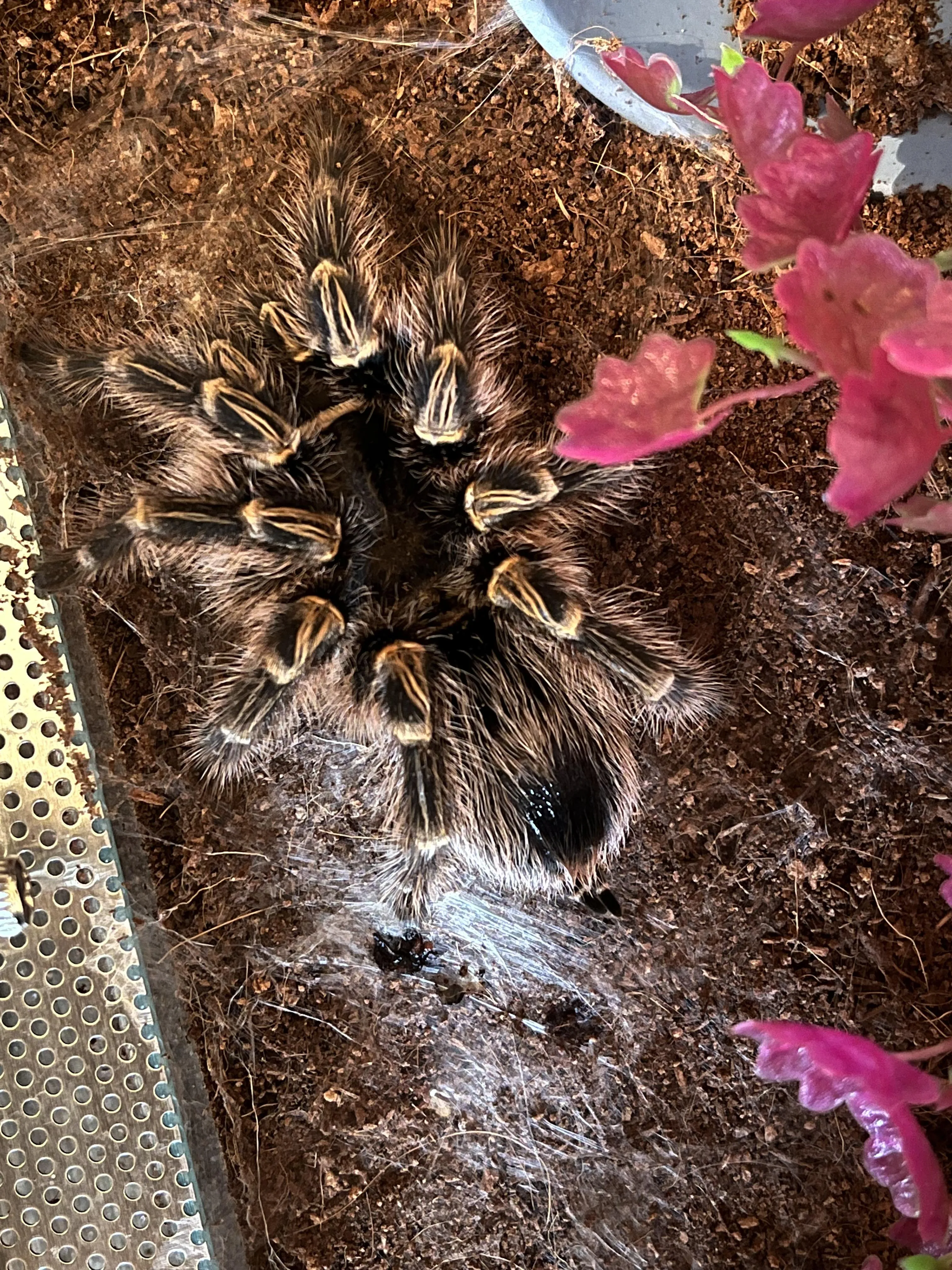 17421 tarantula molting