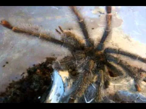 17422 crickets for tarantulas
