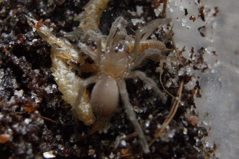 17422 healthy smithi tarantula