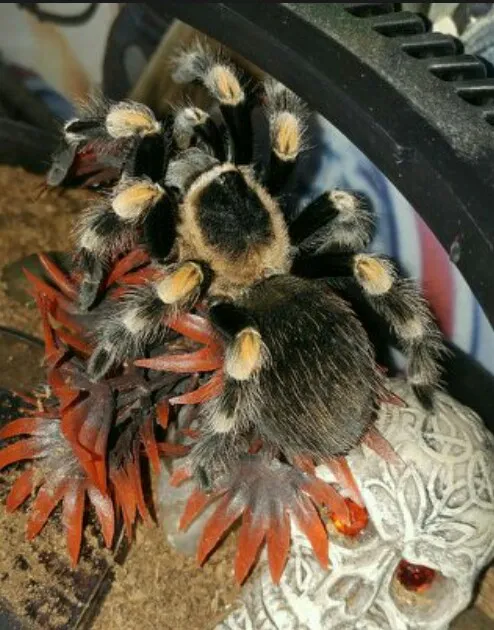 17422 mealworms for tarantulas