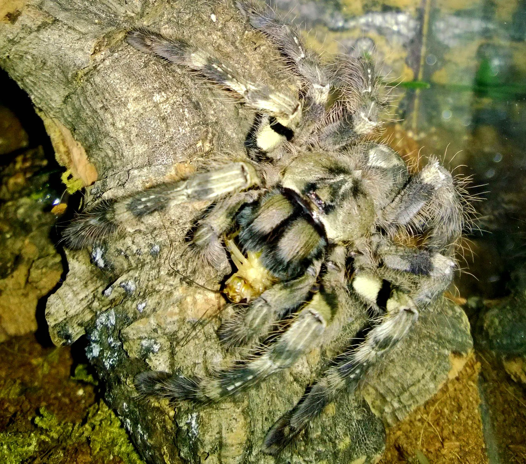 17422 roaches for tarantulas