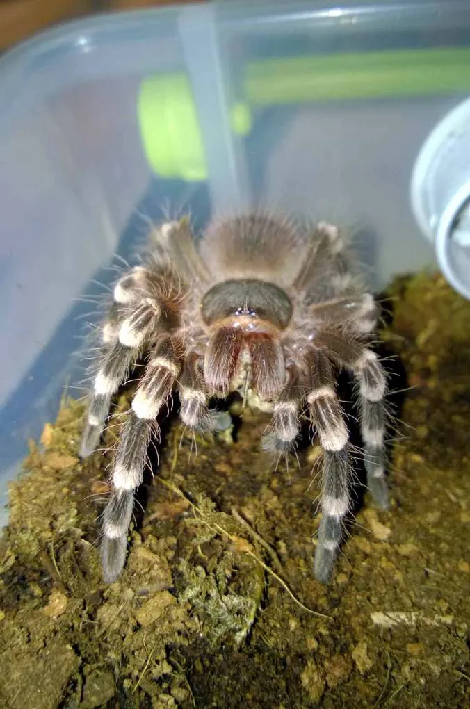 17422 tarantula eating