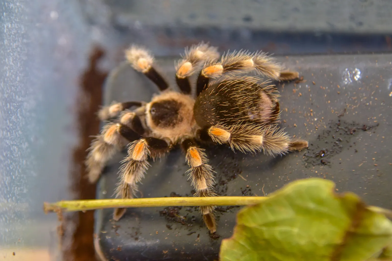 17422 tarantula water dish