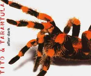 17423 dark tarantula close up