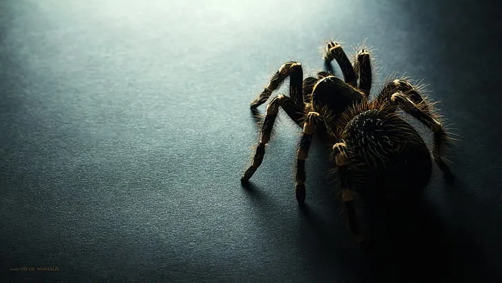17423 dark tarantula conservation