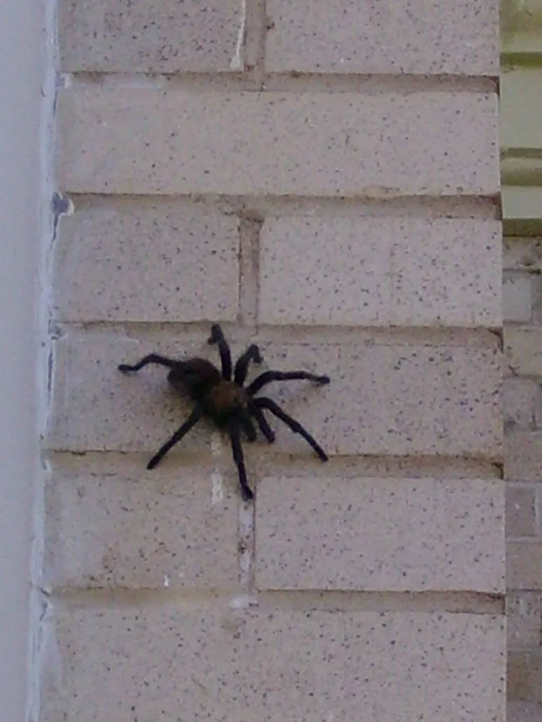 17423 dark tarantula feeding