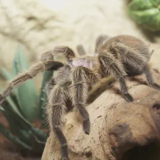 /img/17424-chilean-rose-tarantula-burrow-maintenance-7.webp