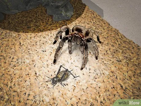 17426 handling tarantula