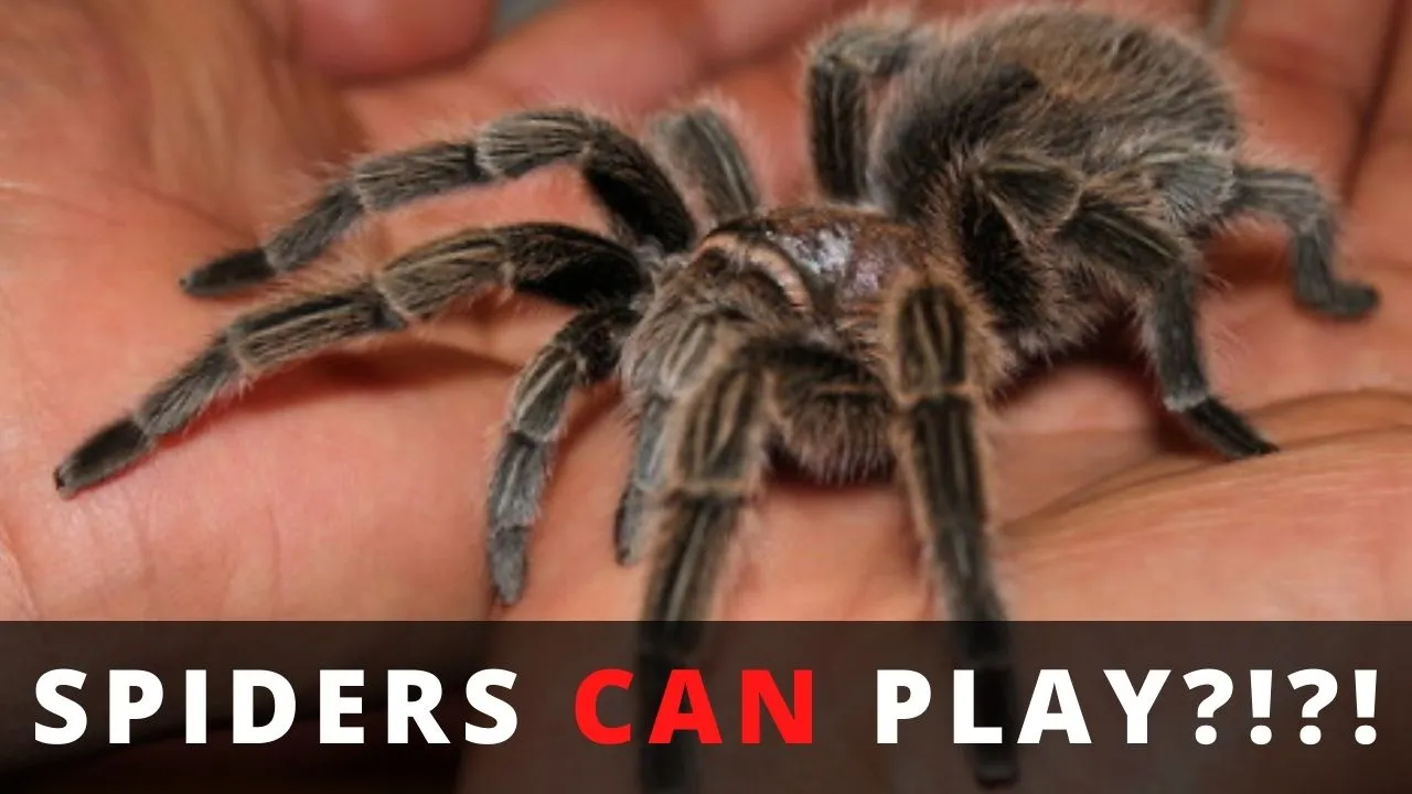 17426 tarantula enclosure