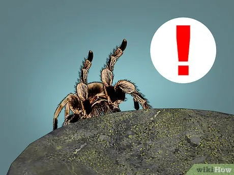 /img/17426-tarantula-mistakes.webp