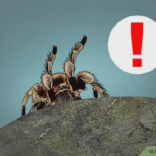 /img/17426-tarantula-mistakes.webp