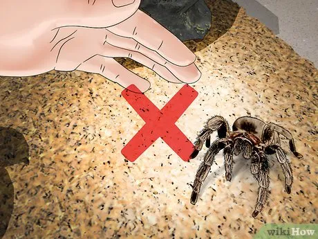 17426 tarantula water