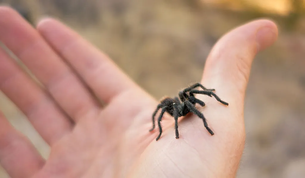 17431 australian bark tarantula