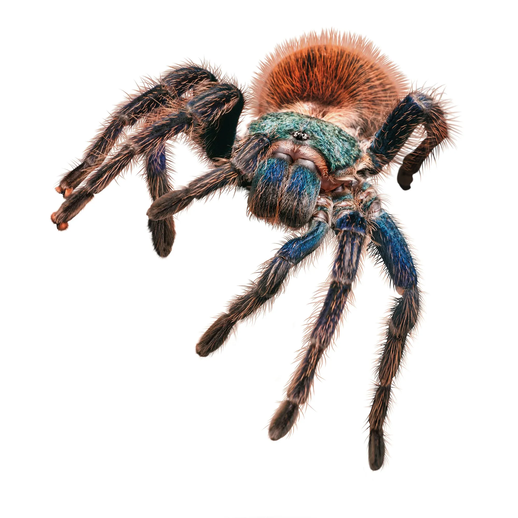 17431 desert tarantula