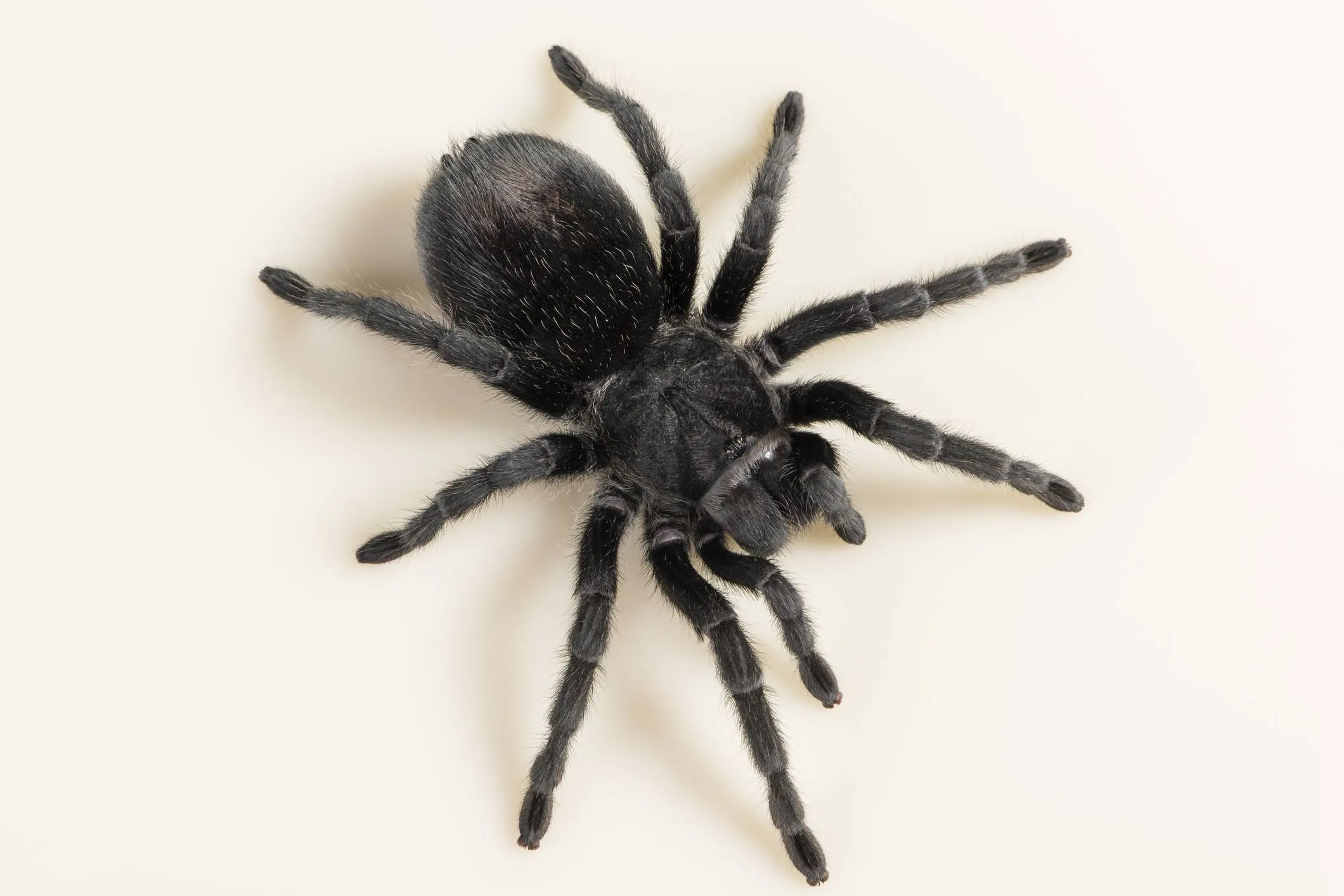 /img/17431-feeding-tarantula.webp
