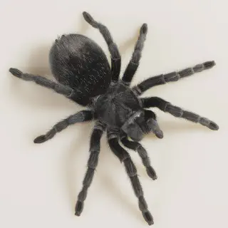 /img/17431-feeding-tarantula.webp