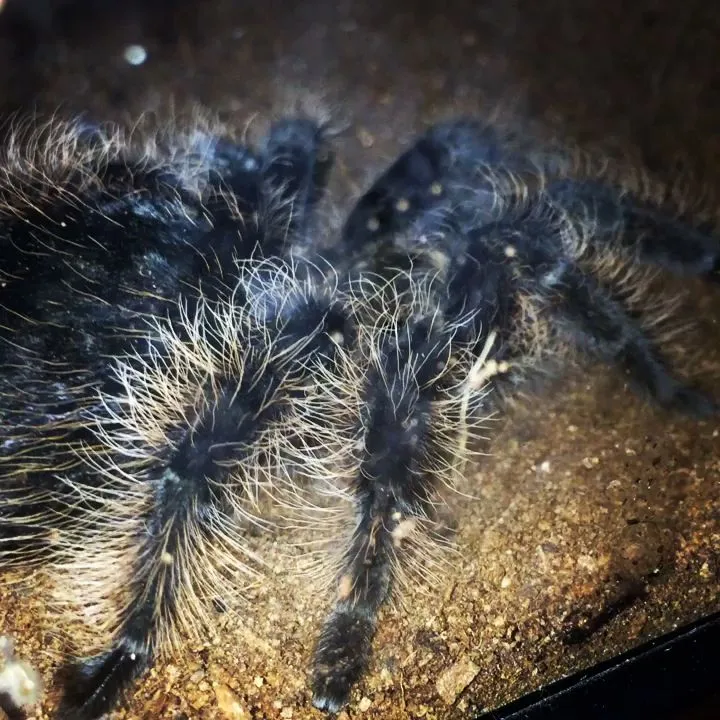 17431 queensland whistling tarantula