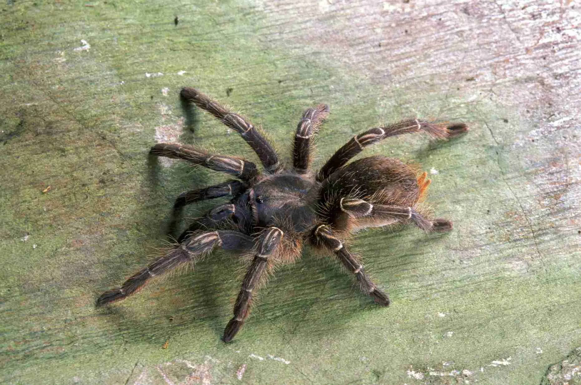 17431 tarantula enclosure