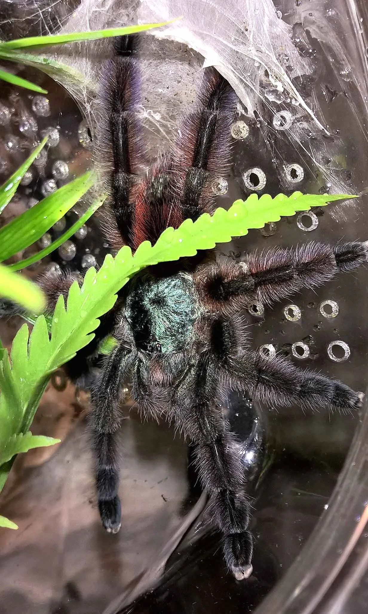 17432 chaco golden knee tarantula