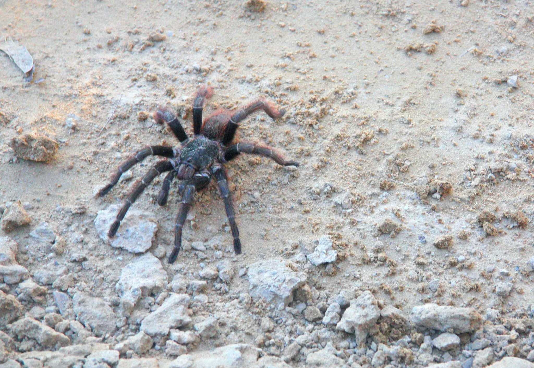 17432 cobalt blue tarantula