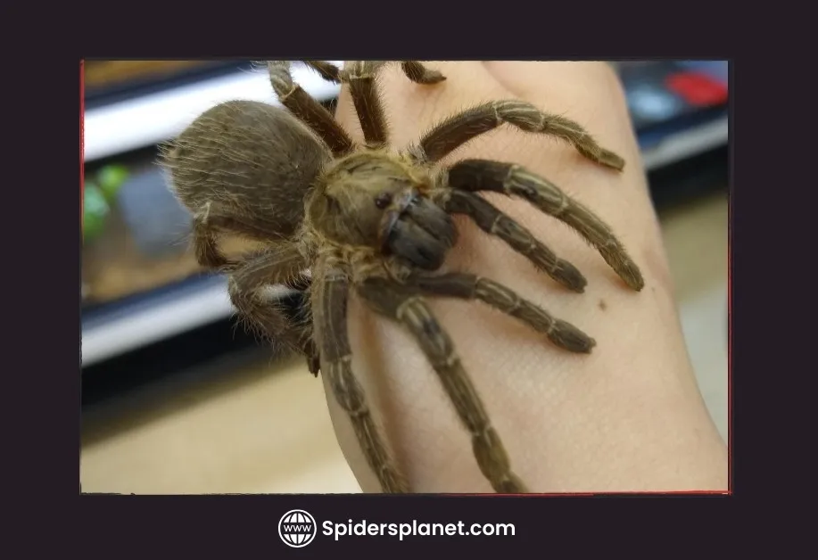 17432 pinktoe caribbean tarantula