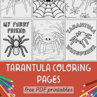 /img/17433-colorato-tarantula-water.webp