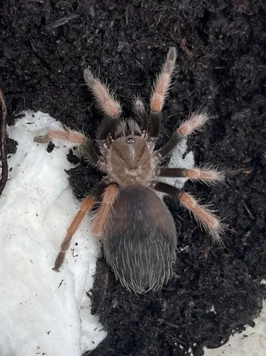 /img/17434-fireleg-tarantula-close-up.webp