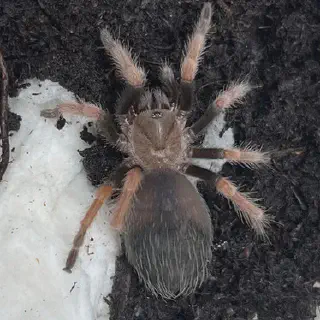 /img/17434-fireleg-tarantula-close-up.webp