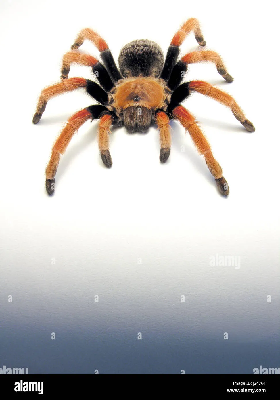 17434 fireleg tarantula feeding