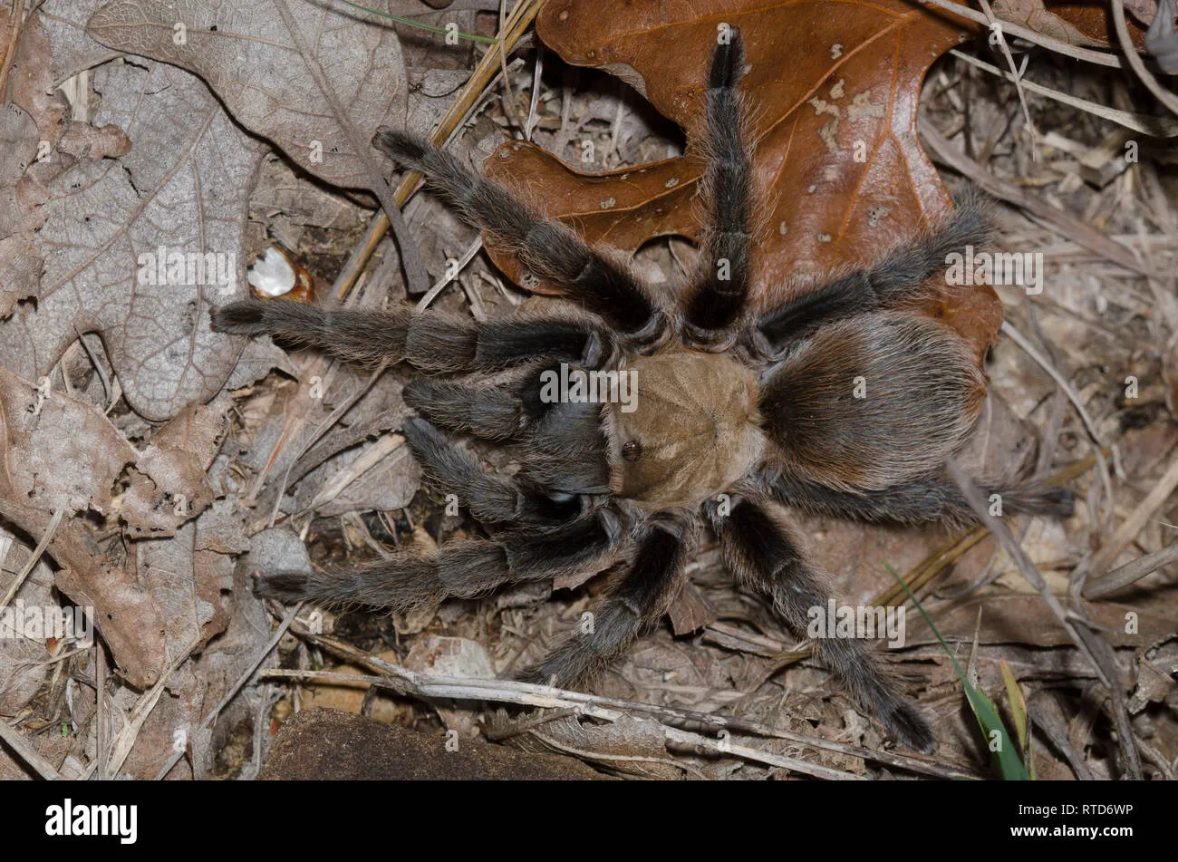17436 oklahoma tarantula bite