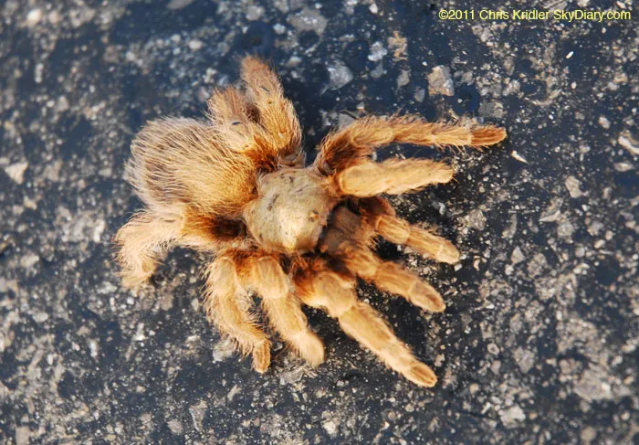 17436 oklahoma tarantula closeup
